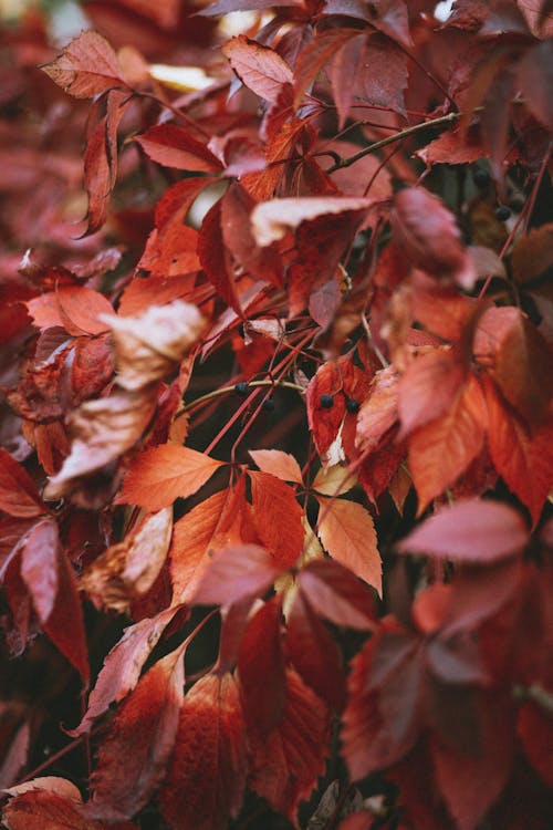 Close-Up Shot of Red Leaves