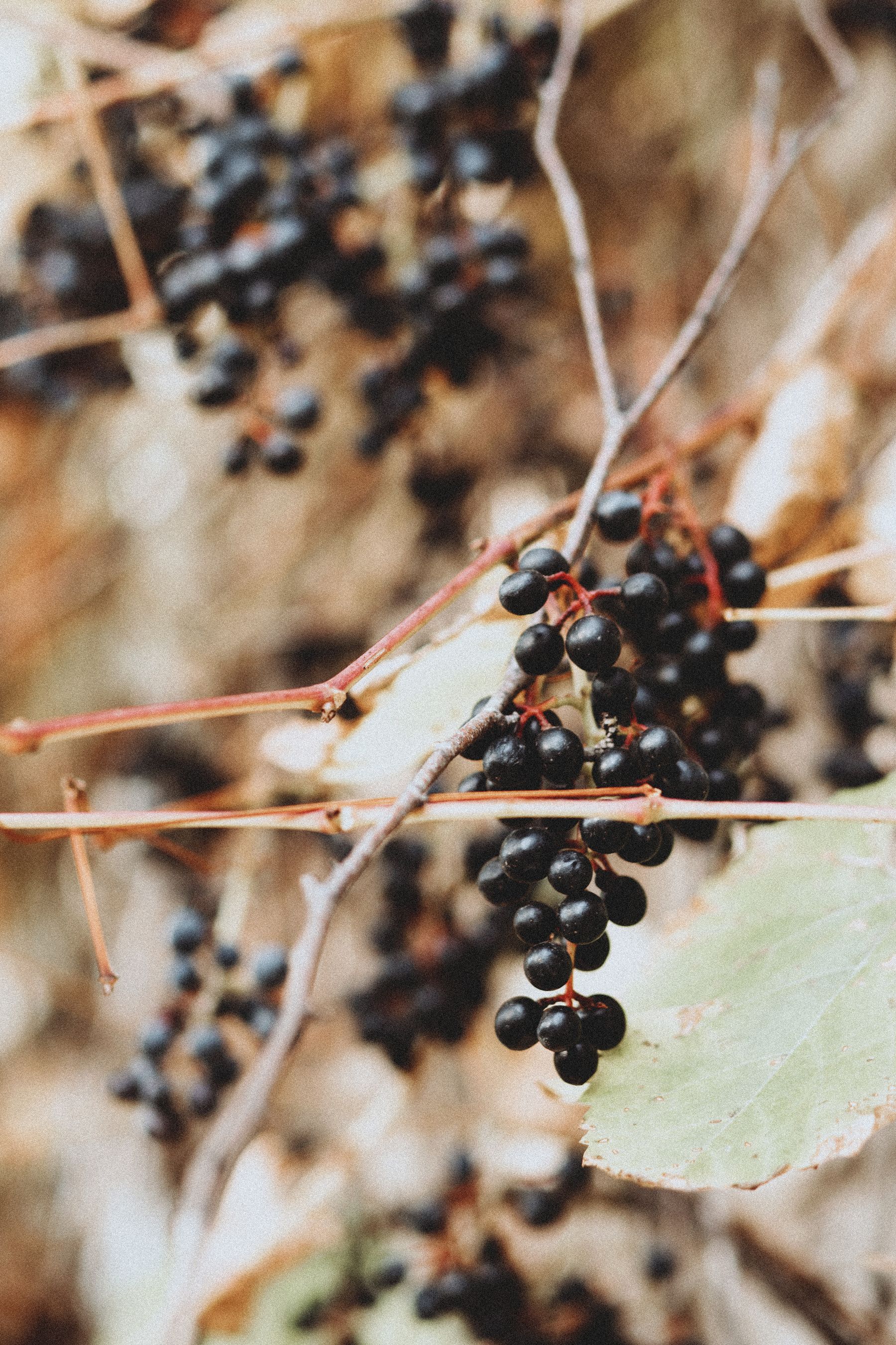 Ripe dark elderberries clustered on a branch Ripe dark elderberries clustered on a branch