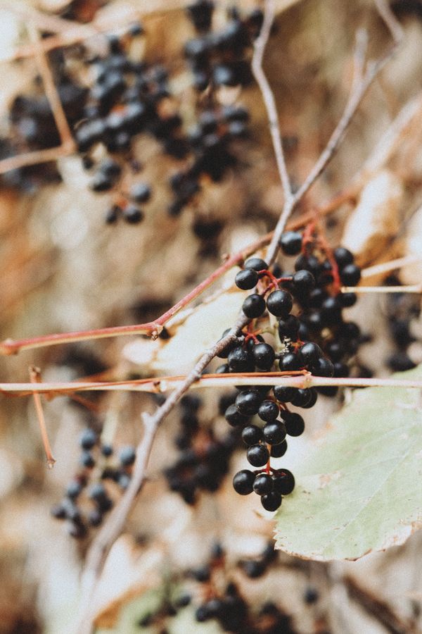 Elderberry