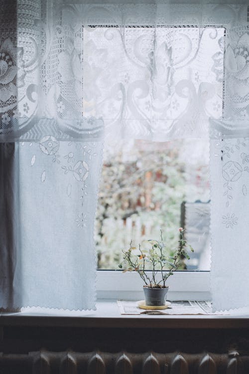 Free Green Pot Plant Near A Window With White Curtain Stock Photo