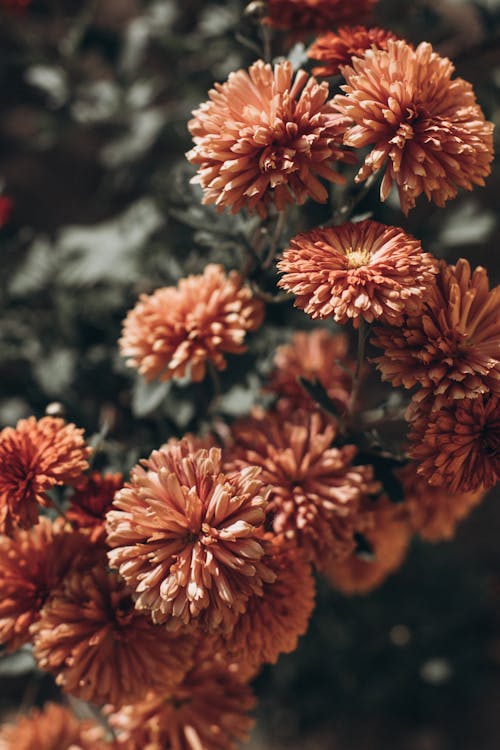Kostenlos Kostenloses Stock Foto zu blühen, blütenblätter, chrysantheme Stock-Foto