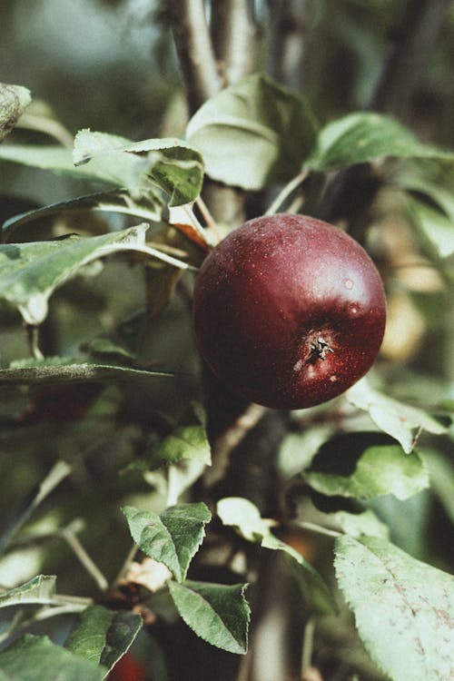 Red Ripe Apple Growing on an Apple Tree