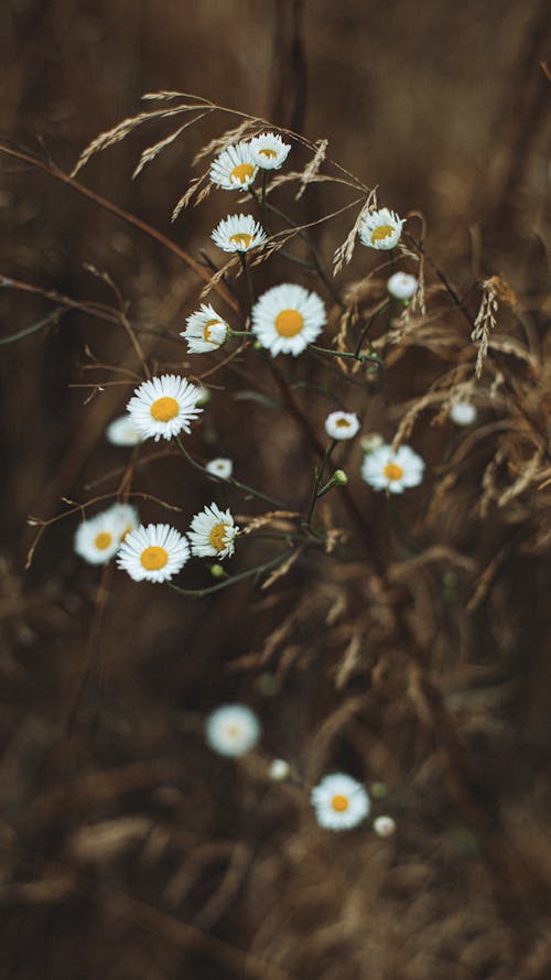 Close-Up Shot of Chamomile Flowers in Bloom