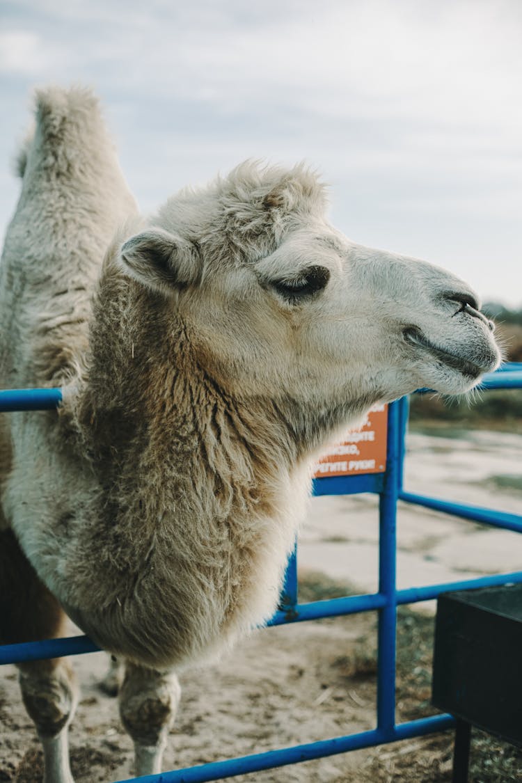 Headshot Of A Camel