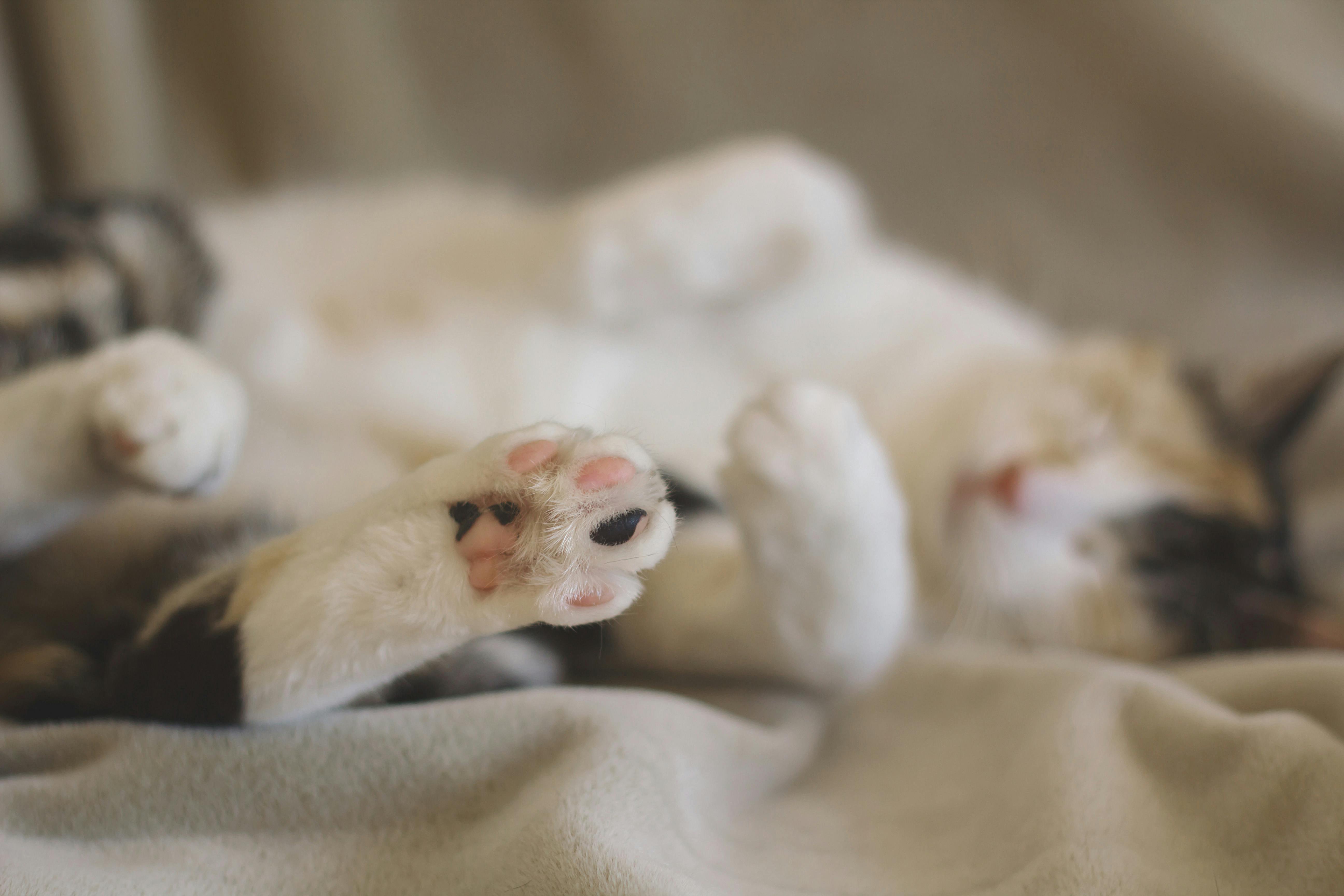 Free stock photo of cat, chat, paw