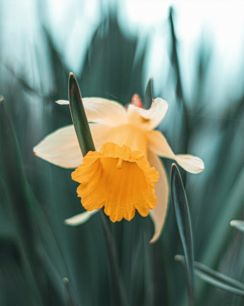 Foto d'estoc gratuïta de flor, flora, florint