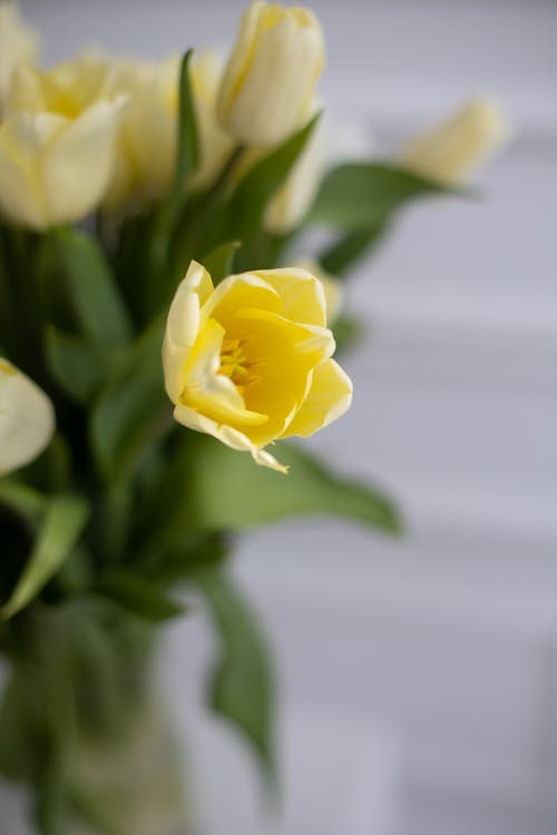 Beautiful Yellow Tulip Flowers