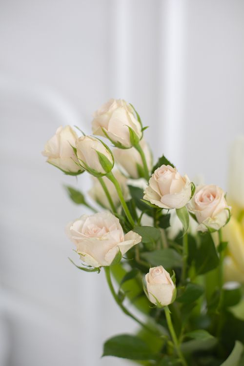 Free A close-up of delicate white roses with lush green leaves in soft, natural lighting. Stock Photo
