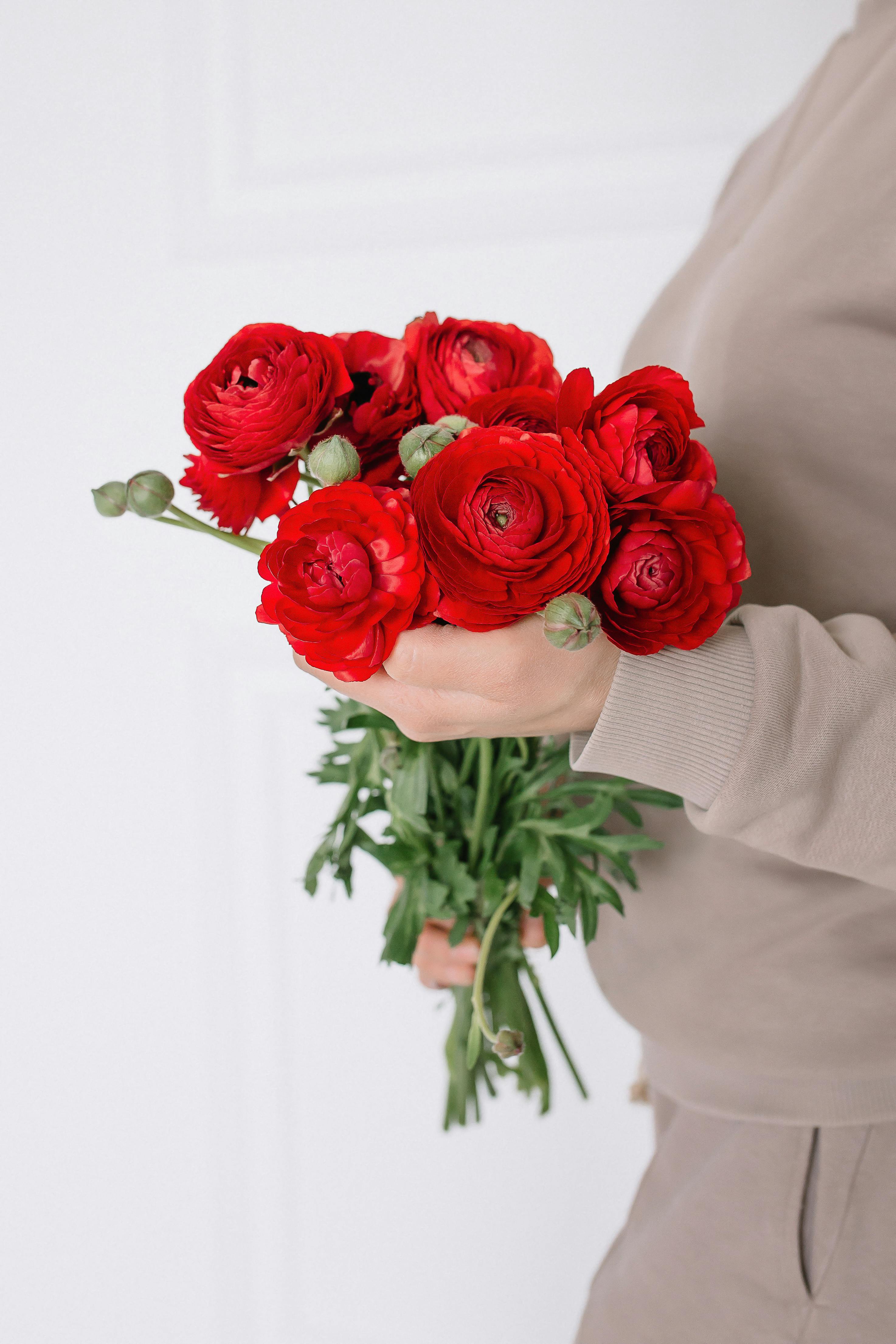 Vibrant red Persian buttercup bouquet held by a person, ideal for floral themes.