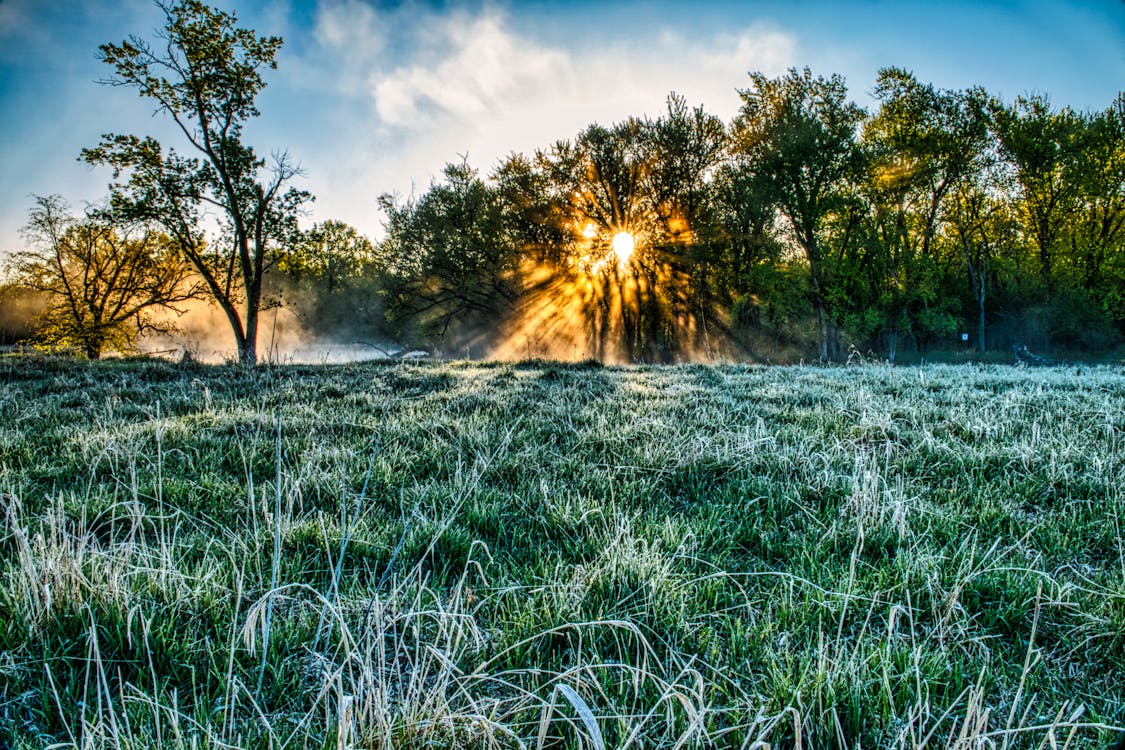 Free Green Grass Field With Trees At Sunrise Stock Photo