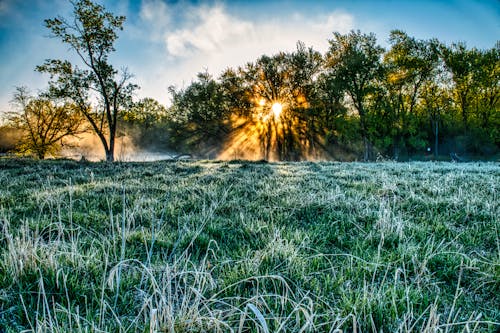 Green Grass Field With Trees At Sunrise