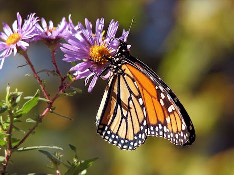 Orange and Black Polka Dot Butterfly Perch on Purple Flower during Daytime