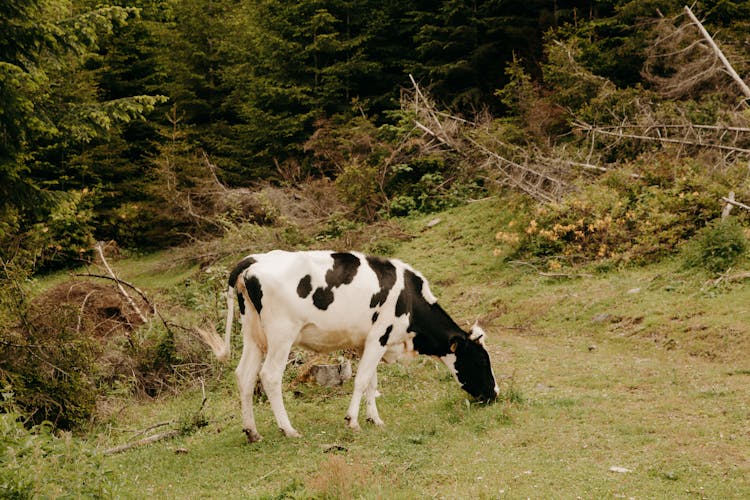 A Cow Eating The Grass