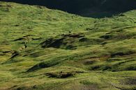 Green Grass Field