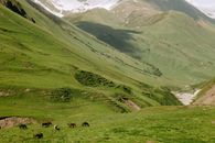 Green Grass Field and Mountains