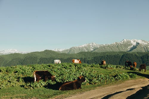 Безкоштовне стокове фото на тему «корови, надворі, поле»