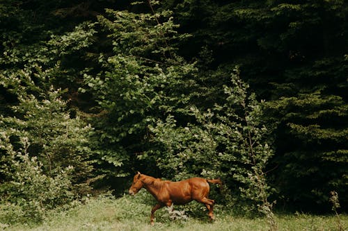 A Horse Running on the Grass