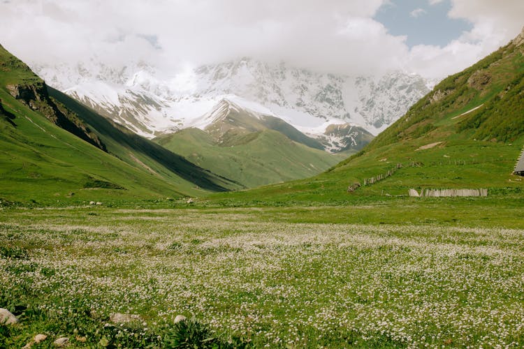 Grassland And Snowcapped Mountains