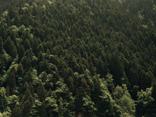 Free Expansive view of a lush evergreen forest, teeming with coniferous trees. Stock Photo