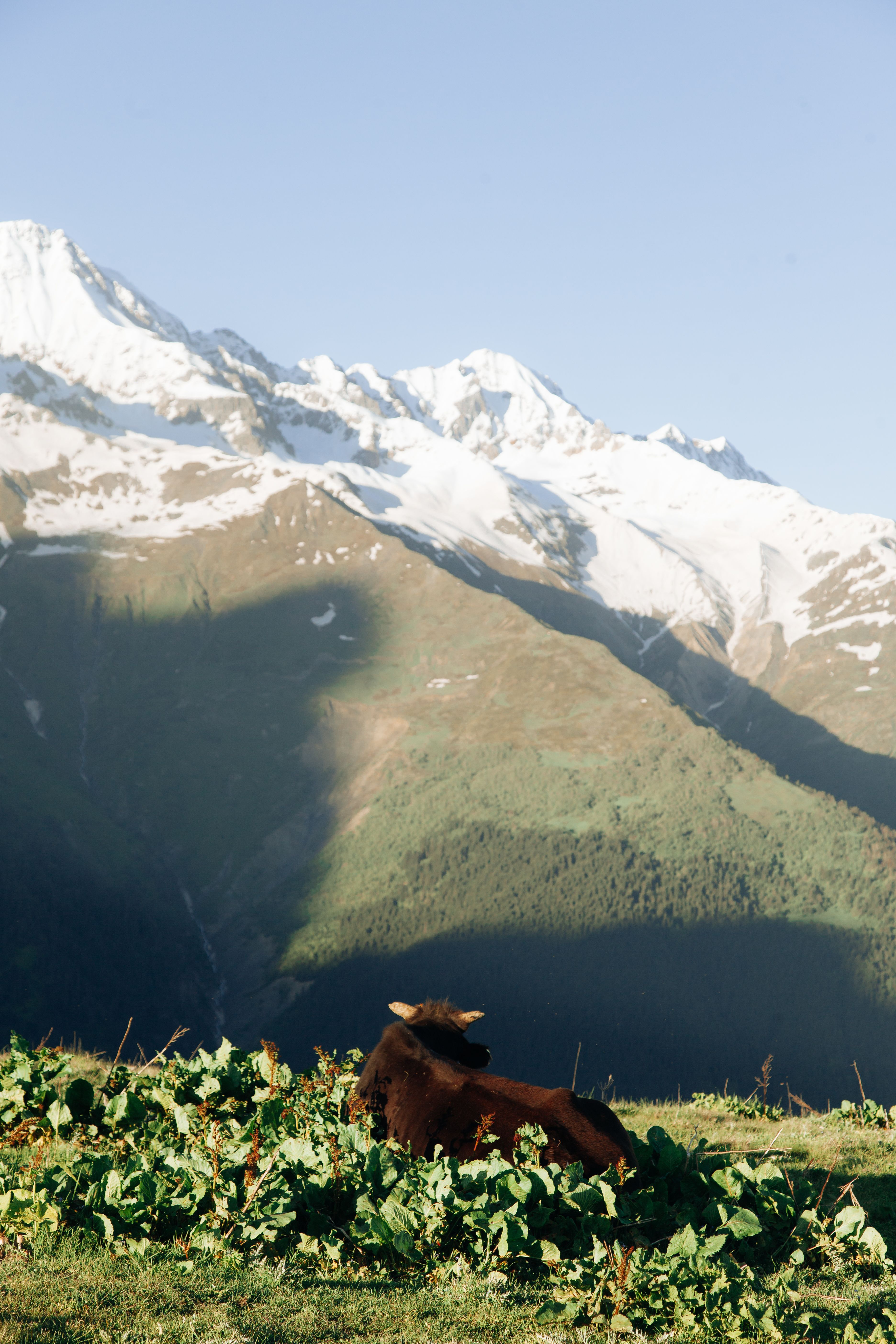 Cow Lying in an Alpine Pasture · Free Stock Photo