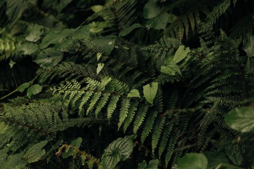 Free Close-up of lush green ferns showcasing natural beauty and texture. Stock Photo