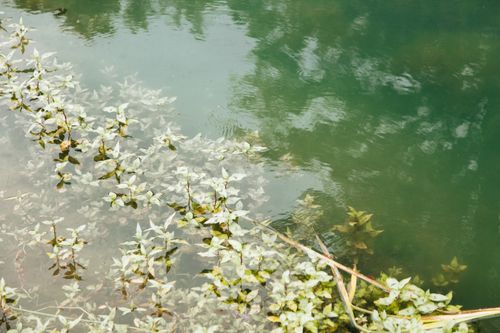 Free Calm water surface with aquatic plants and reflections, creating tranquility. Stock Photo