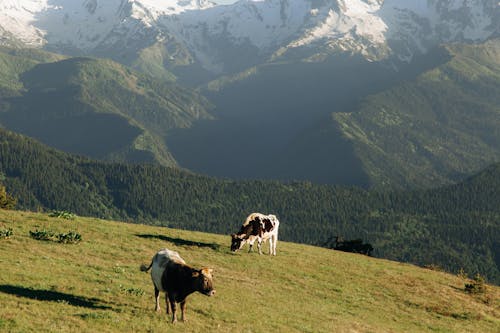 動物攝影, 奶牛, 山 的 免费素材图片
