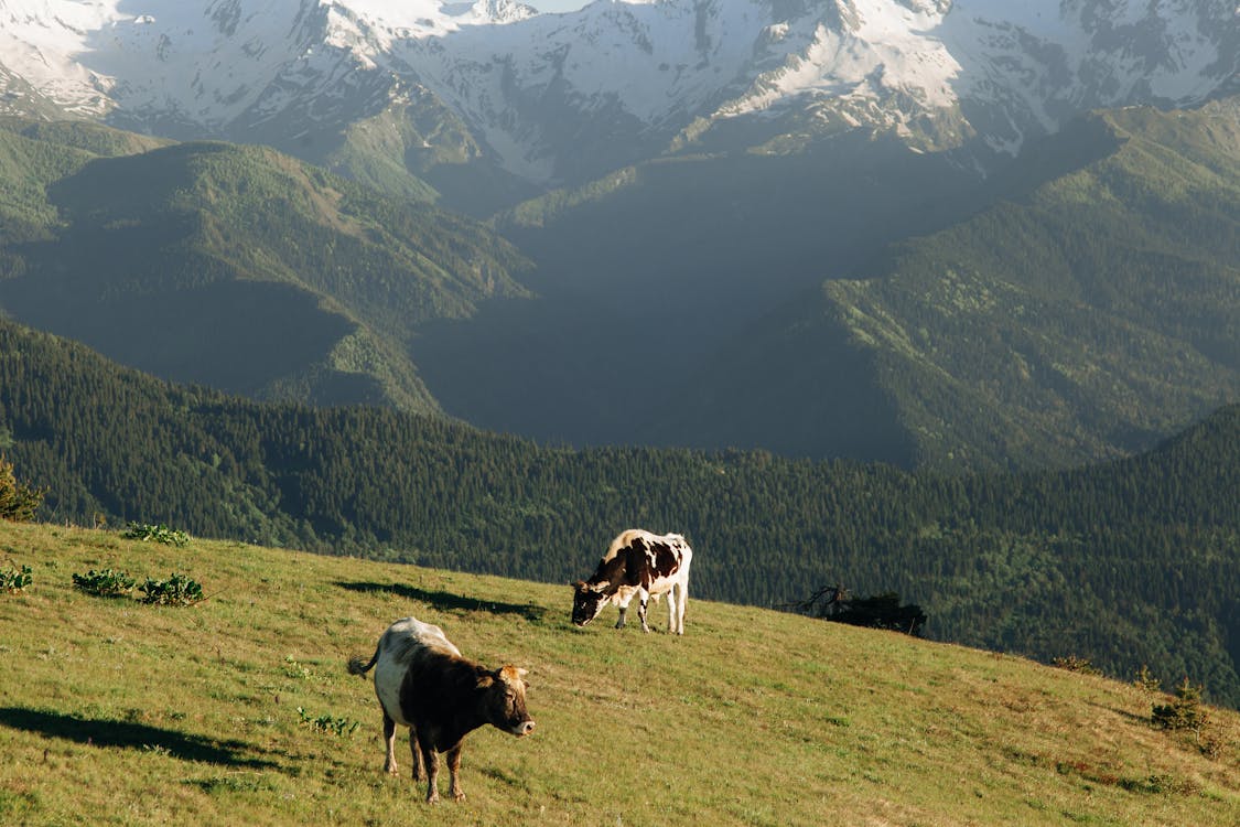Cows on Green Grass Field With Mountain View