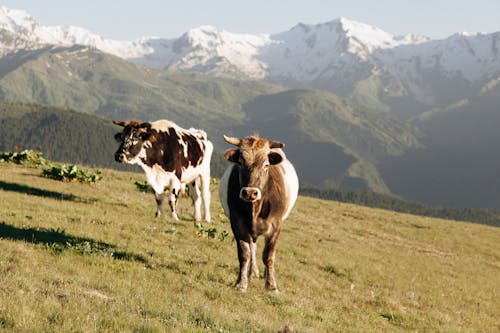 動物攝影, 奶牛, 山 的 免费素材图片