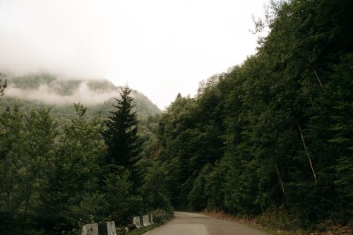Free Peaceful road through a foggy forest landscape, ideal for scenic travel inspiration. Stock Photo