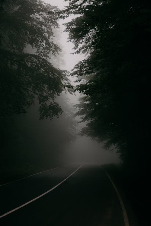 Road in Fog · Free Stock Photo