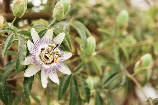 Close-up of passionflower growing on bush in garden for making herbal tea for better sleep naturally