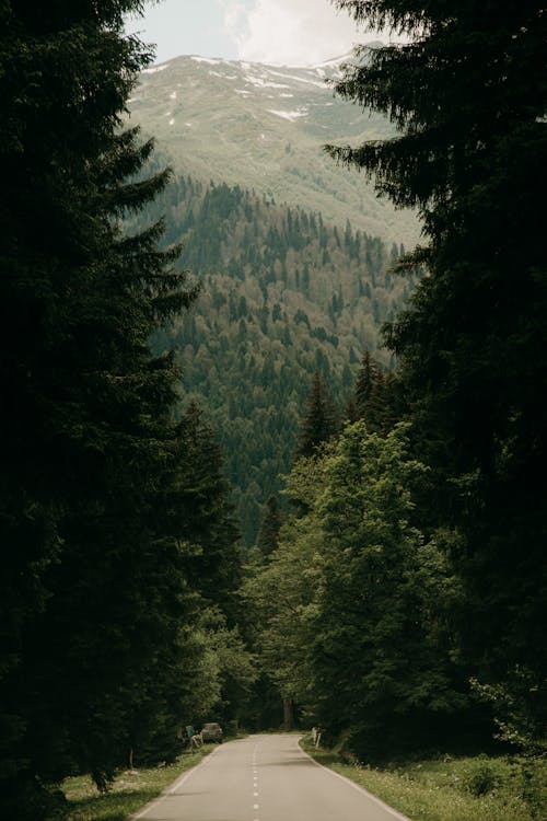 Road Between Green Trees With View Of The Mountains