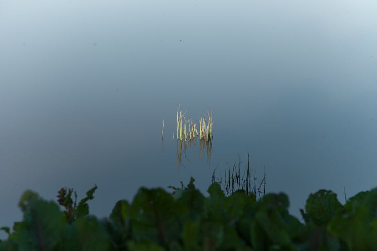 Grass Growing In Lake