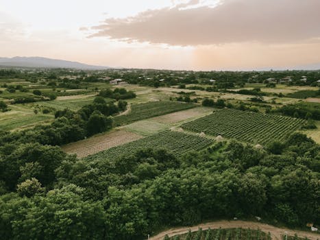Aerial shot of lush vineyards and farmland in Kakheti, Georgia with a stunning sunset.