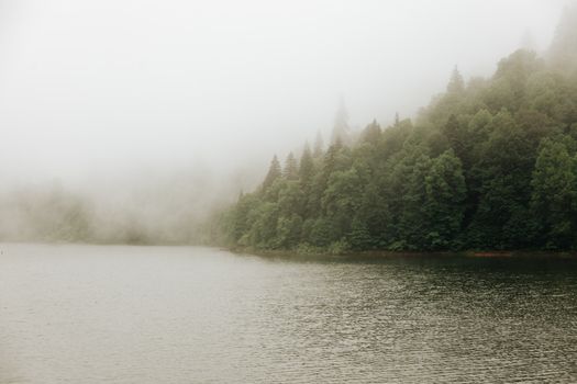 Free stock photo of dawn, fall, fog