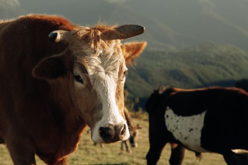Free Close-up of a brown and white cow on a sunny day in scenic farmland. Stock Photo