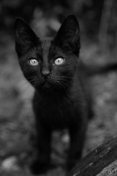 Adorable black kitten captured in a classic black and white photograph with selective focus.