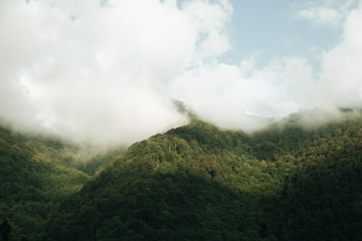 A serene view of green mountains blanketed by fog and fluffy white clouds under a clear sky.