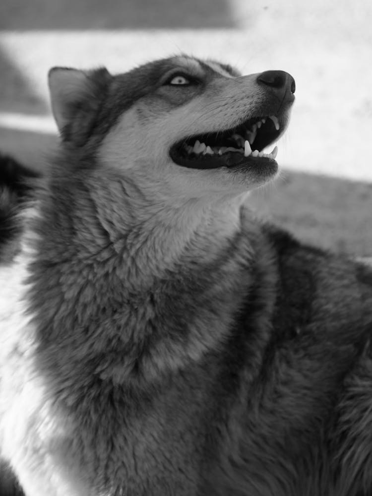 Black And White Picture Of A Husky Dog 