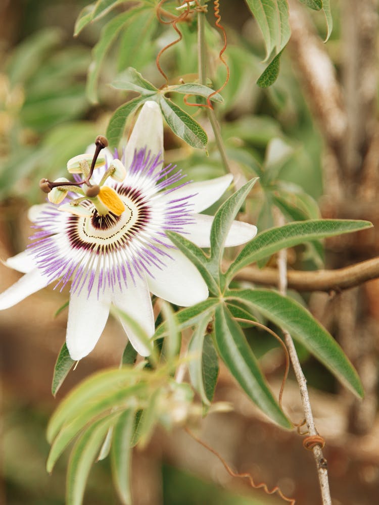 White And Purple Passionflower