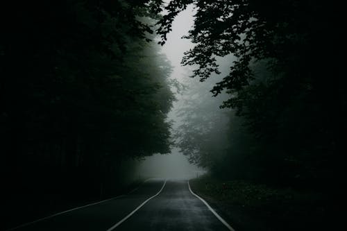 Empty Road Leading Through Misty Forest