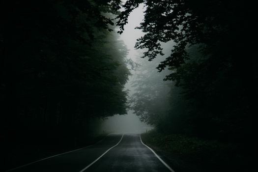 A misty road winds through an eerie, dense forest, evoking mystery and intrigue.