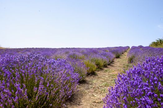 A vibrant lavender field with a clear path under a bright summer sky, showcasing natural beauty.. pexels, vibrant, lavender