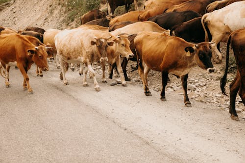 一群動物, 奶牛, 沥青路面 的 免费素材图片