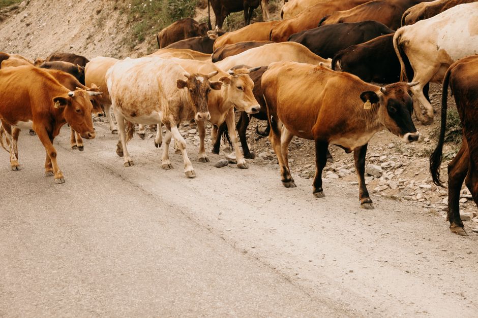 Meat Institute Lobbies on Agriculture Policy Issues