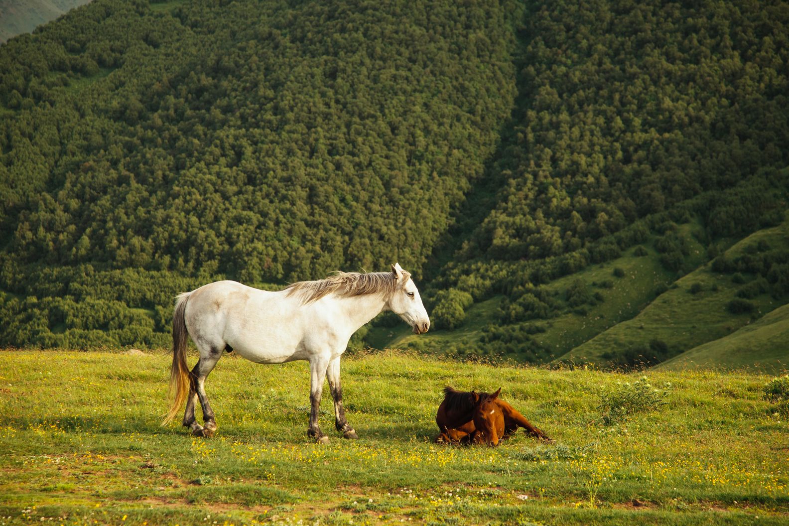 Horses Prices United States: A Comprehensive Pricing Guide
