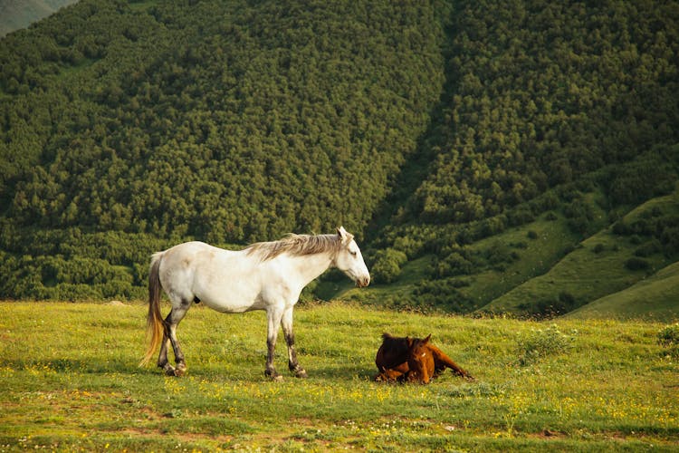 Horses In Mountain Pasture