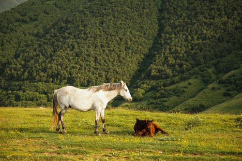 Free Two horses relaxing in a lush mountain pasture during summer. Stock Photo