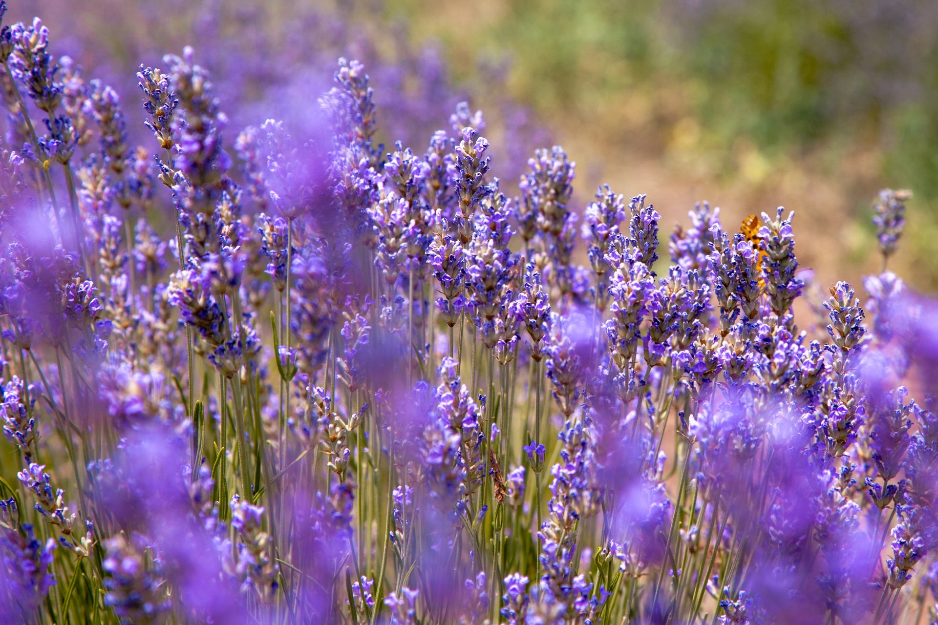 Lavender Flowers Growing in Field